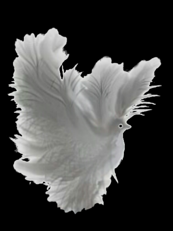 Feathers of dove