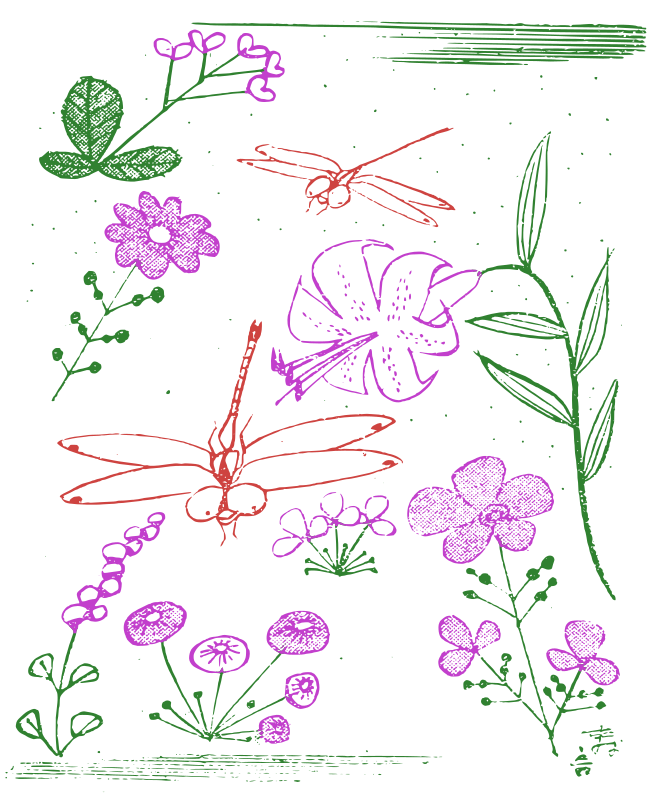 Dragonflies and flowers