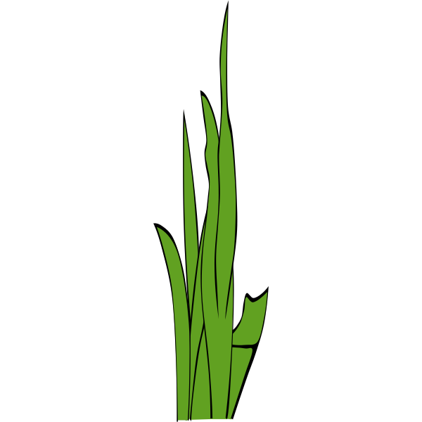 Leaves of grass vector illustration