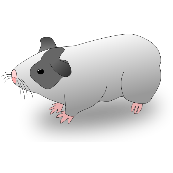 Download Cavia - guinea pig | Free SVG