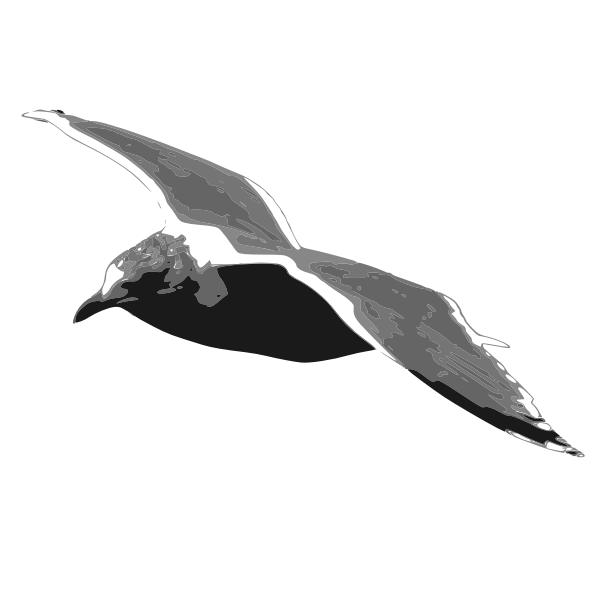 european herring gull
