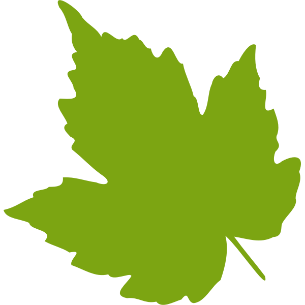 Green maple leaf vector image