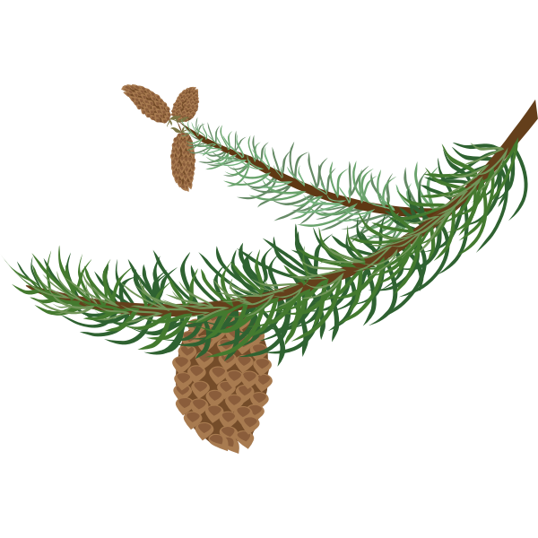 Fir branch with cones | Free SVG