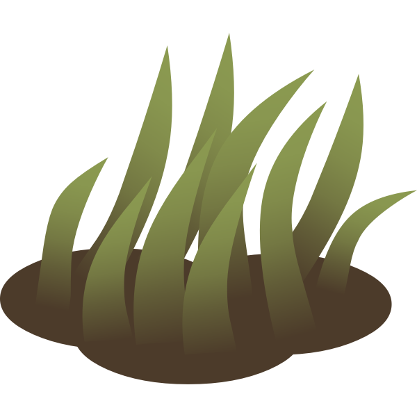 Growing grass in nature