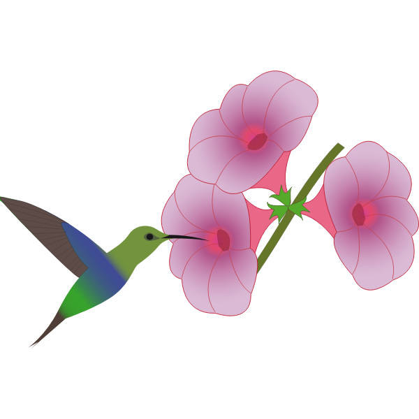 Colibri bird picking on a flower illustration
