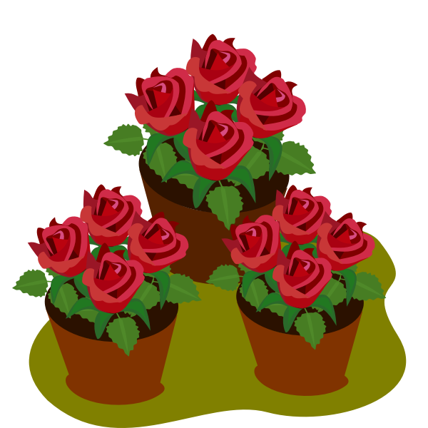 Pots with roses