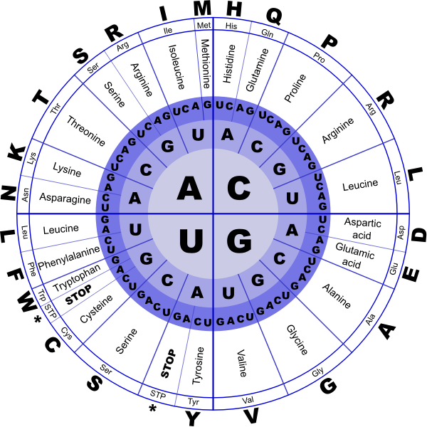 Genetic Code RNA vector image