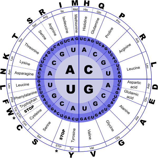 DNA Replication | Free SVG