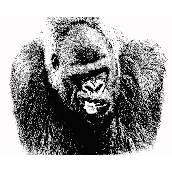 gorilla vector sketch 17050209 Vector Art at Vecteezy