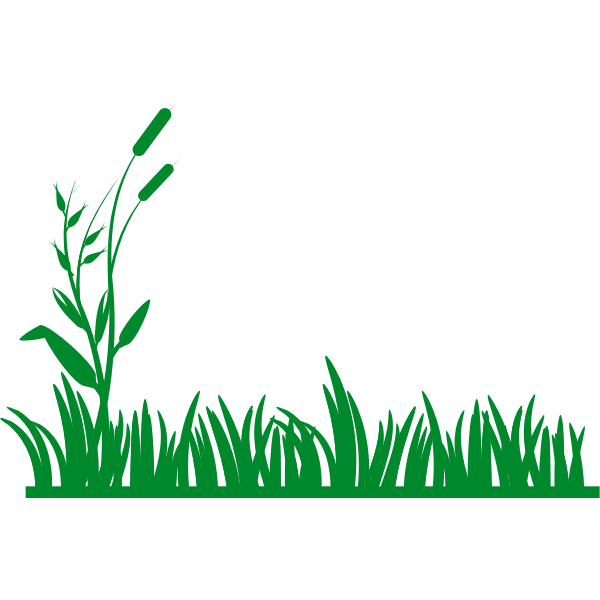 Vector graphics of grass background