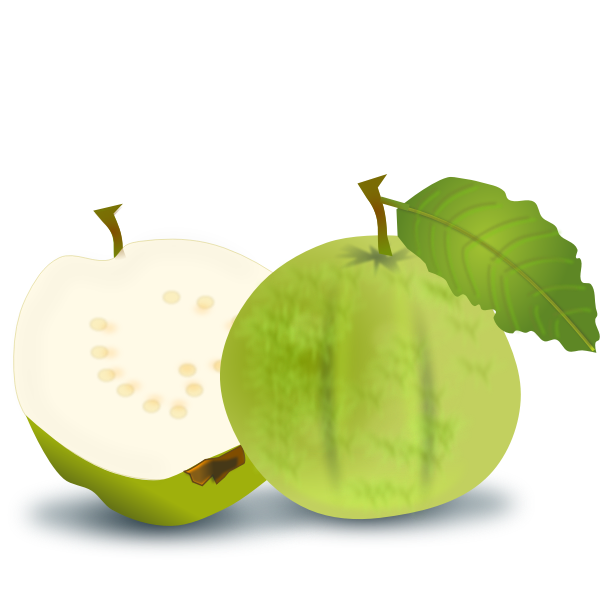 Guava vector image