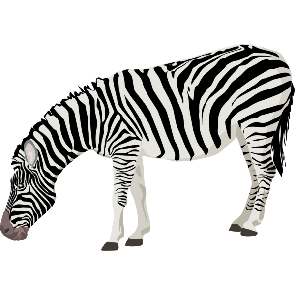 Download Vector Image Of Photorealistic Zebra Free Svg