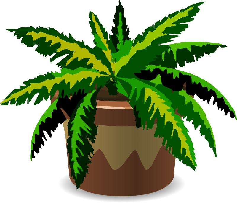Spiky house plant