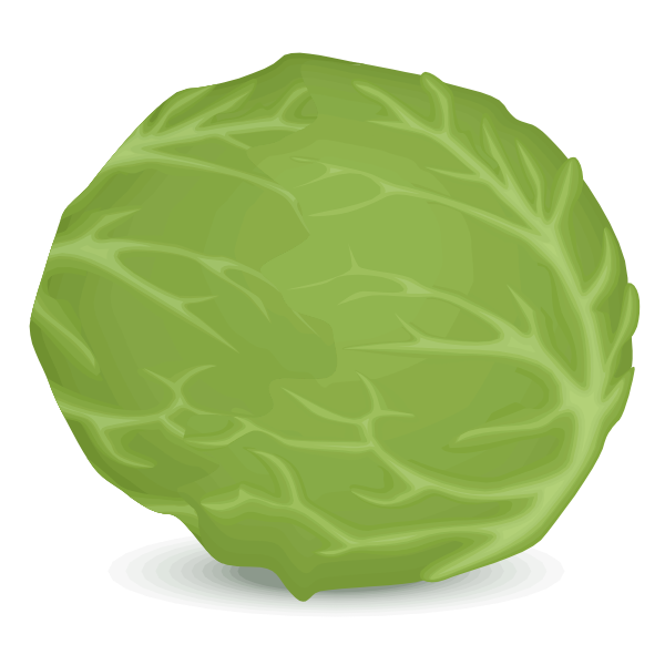 Iceberg lettuce