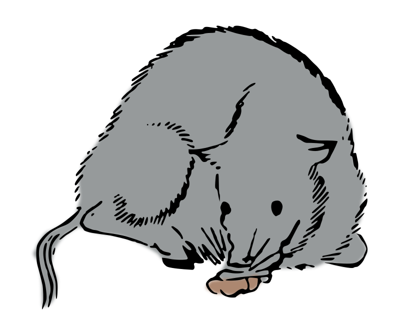 Japanese rat