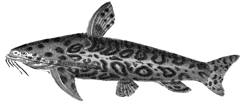 Jaguar catfish
