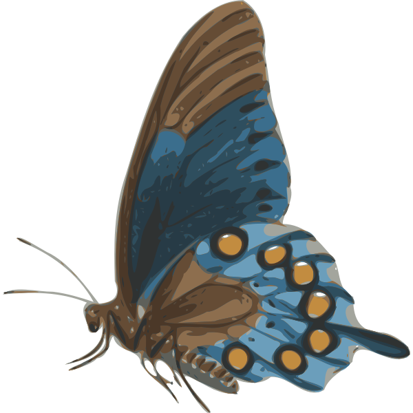 Free Free Side Butterfly Svg Free 489 SVG PNG EPS DXF File