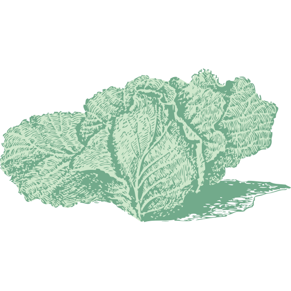 Jersey cabbage
