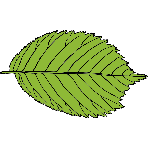 bi-serrate leaf