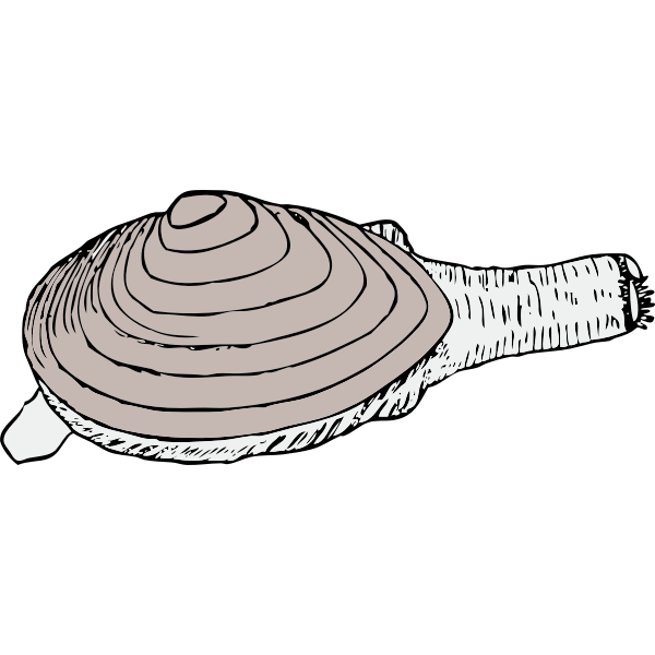 Vector graphics of clam