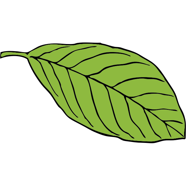 oval leaf