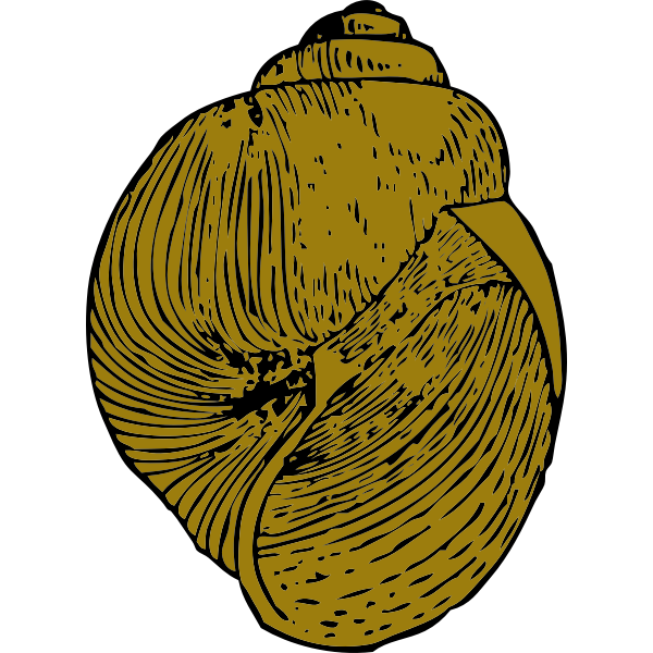 Vector image of snail shell