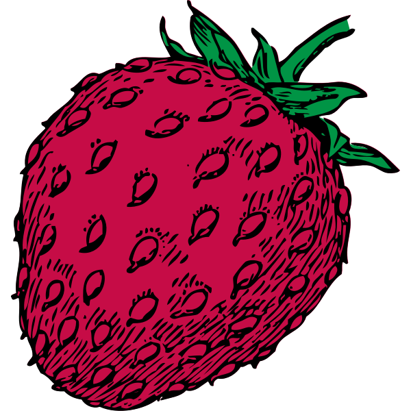 Vector drawing of red strawberry fruit