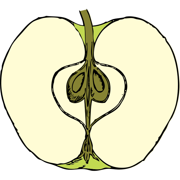 Vector image of apple cut in half