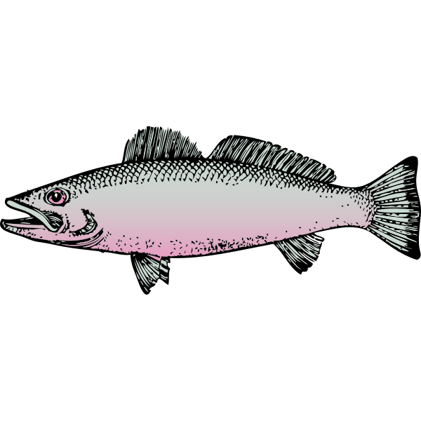 Fish vector graphics