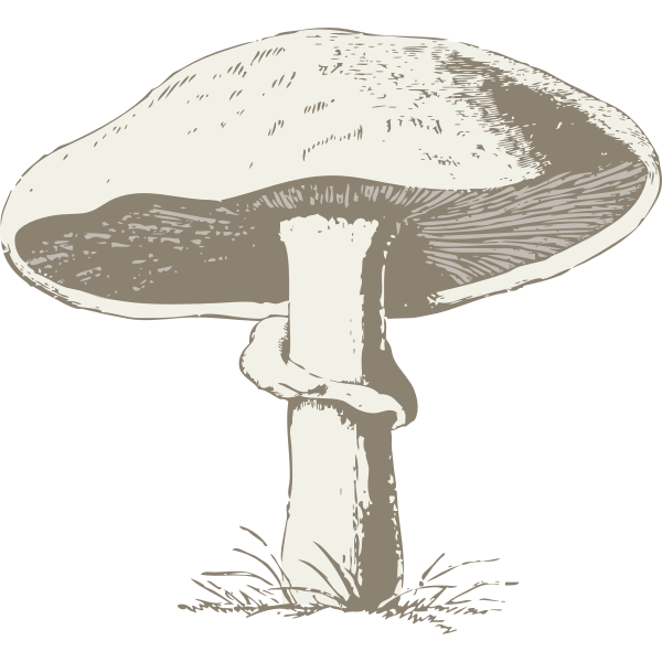 Vector image of a mushroom