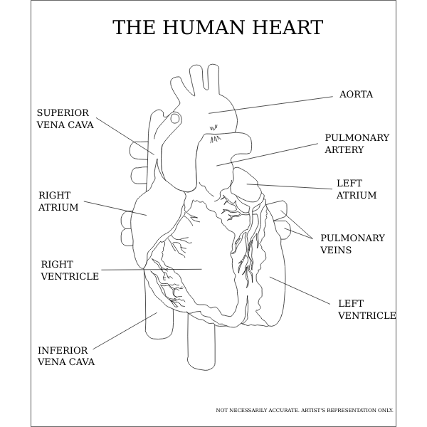 Vector image of the human heart
