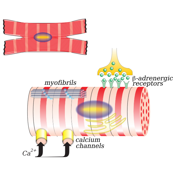 Vector illustration of myocardiocyte