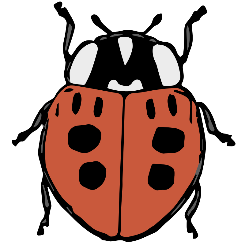 Lady beetle-1635535482