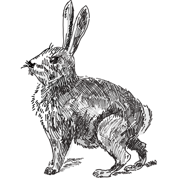 Rabbit vector illustration