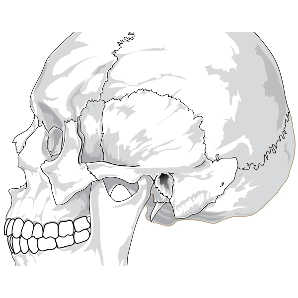 Human skull (side view)
