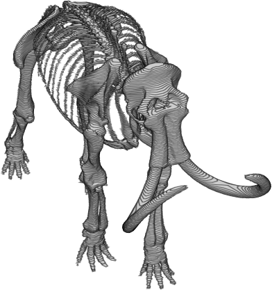 Aminated Mammoth Skeleton