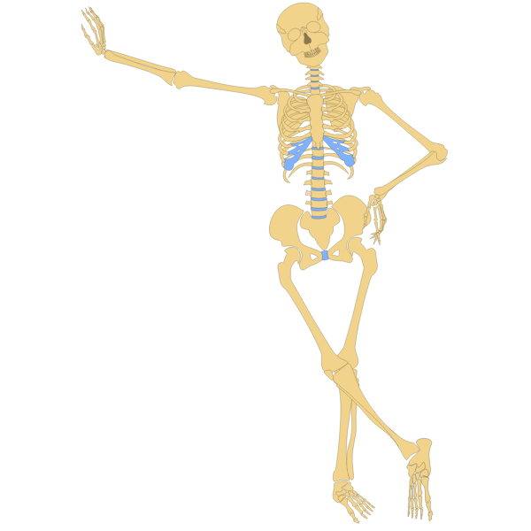 Standing skeleton vector image