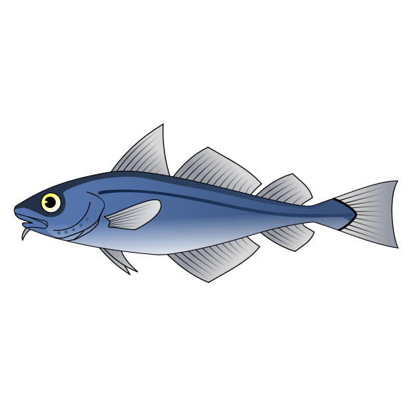 Codfish vector image