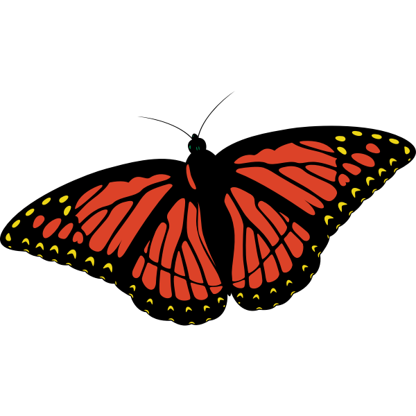 Download Vector image of orange butterfly with wide spread wings ...