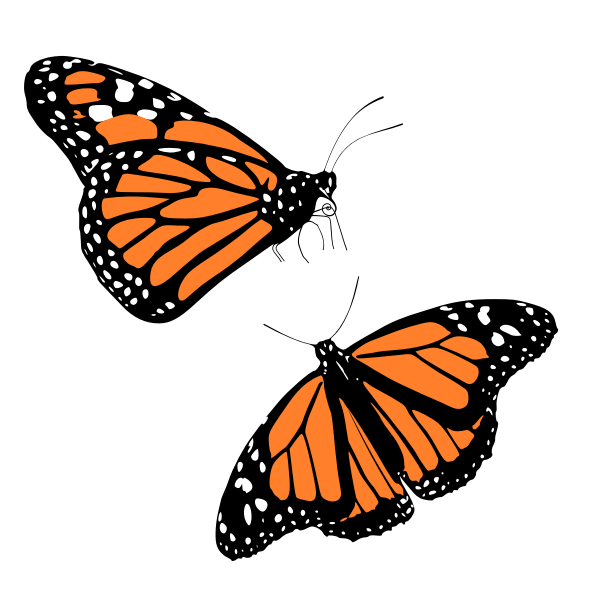 Free Free 143 Orange Butterfly Svg SVG PNG EPS DXF File