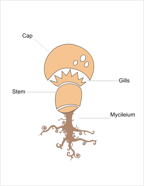 Mushroom anatomy