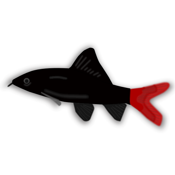 Aquarium fish - Epalzeorhynchos
