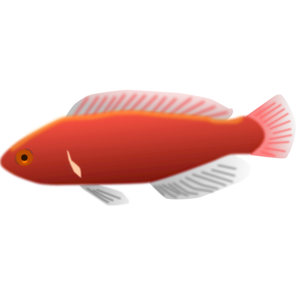 Cirrhilabrus jordani fish vector illustration