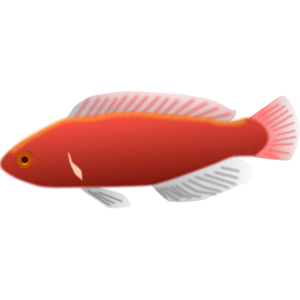 Flowerhorn Fish Vector Free Svg