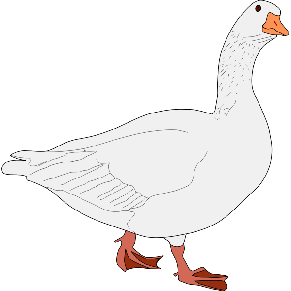 Goose animal