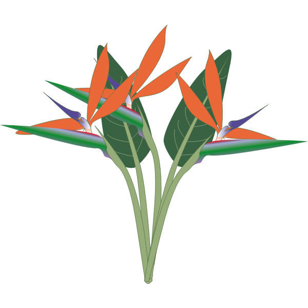 Vector clip art of paradise flower