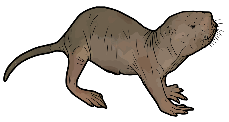 Naked Mole Rat Illustration