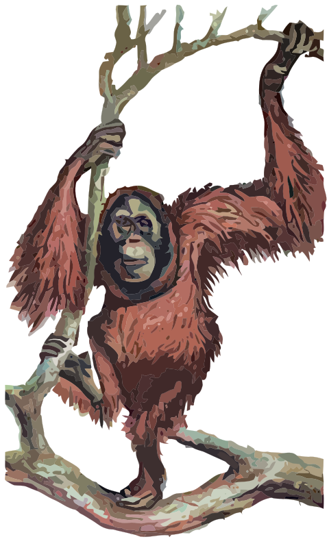 Orangutan on the tree