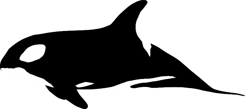 Vector image of big orca