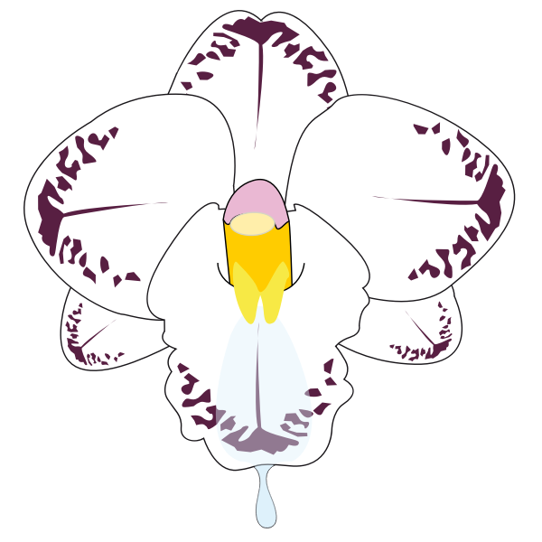 Clip art of wild orchid flower in color